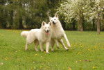 Snoopy et Bella - Berger Blanc Suisse (4 ans)