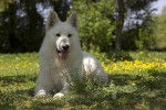 Snoopy - Berger Blanc Suisse Mâle (4 ans)