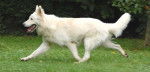 Bella - Berger Blanc Suisse (4 ans)