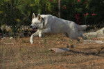 Luka - Berger Blanc Suisse Mâle (2 ans)