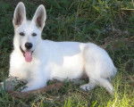 Luka - Berger Blanc Suisse Mâle (2 ans)