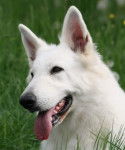 balto - Berger Blanc Suisse Mâle (3 ans)