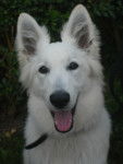 Haska - Berger Blanc Suisse Mâle (9 mois)