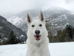 Puk - Berger Blanc Suisse (2 ans)