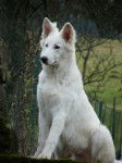 Ezack du Jardin des Lys Blancs - Berger Blanc Suisse Mâle (8 mois)