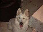 Anya - Berger Blanc Suisse (2 mois)