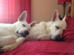 Luna & Aslan - Berger Blanc Suisse