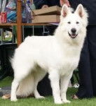 Ginko - Berger Blanc Suisse Mâle (1 an)