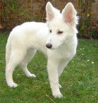 Nina - Berger Blanc Suisse (4 ans)