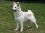 belle a gabriel - Berger Blanc Suisse (1 an)