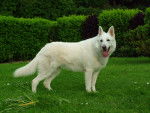 Djebel de Vî Pasay - Berger Blanc Suisse (9 ans)
