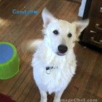 Gandalf - Berger Blanc Suisse Mâle (1 an)