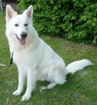 Ranjan - Berger Blanc Suisse Mâle (3 ans)
