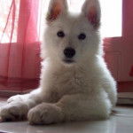 Flika - Berger Blanc Suisse (7 mois)
