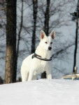 Bolt - Berger Blanc Suisse Mâle (3 ans)