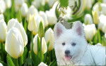 tixi - Berger Blanc Suisse (3 mois)
