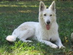 Saurias - Berger Blanc Suisse (4 ans)