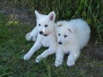 Bébé de Néla - Berger Blanc Suisse (9 mois)