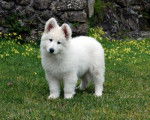 Hades - Berger Blanc Suisse Mâle (6 mois)