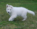 Hades - Berger Blanc Suisse Mâle (6 mois)