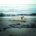 Hades - Berger Blanc Suisse Mâle (7 mois)