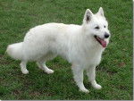 Rocki - Berger Blanc Suisse Mâle (1 an)