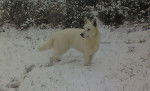 douchka - Berger Blanc Suisse (5 ans)