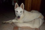 Iris - Berger Blanc Suisse (1 an)