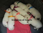 Cachorros del criadero Kingdom of Angels - Berger Blanc Suisse