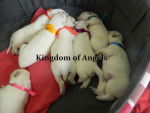 Cachorro del criadero Kingdom of Angels - Berger Blanc Suisse