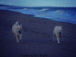 Hades & Mr. Stark - Berger Blanc Suisse Mâle