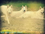 Mr. Stark, Bolt & Jessica - Berger Blanc Suisse (3 ans)