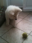 Blanco - Berger Blanc Suisse Mâle