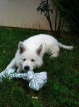 Blanco - Berger Blanc Suisse Mâle