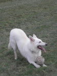 Blanco - Berger Blanc Suisse Mâle