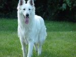 Diva - Berger Blanc Suisse (Autre)