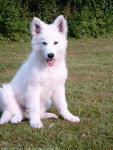 loula - Berger Blanc Suisse (7 mois)