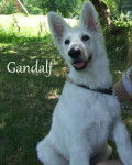 Gandalf - Berger Blanc Suisse