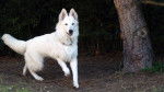 EDGE - Berger Blanc Suisse (1 an)