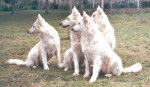 Berger Blanc Suisse - Berger Blanc Suisse