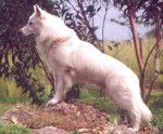 Berger Blanc Suisse - Berger Blanc Suisse