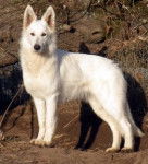 jack - Berger Blanc Suisse Mâle (3 ans)