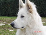 Gros plan sur Brook - Berger Blanc Suisse