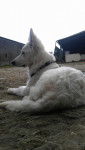 Joe (dit Papouf) - Berger Blanc Suisse Mâle (9 mois)