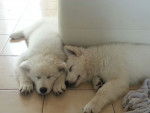 Mes deux petits bébés ? - Berger Blanc Suisse Mâle (3 mois)