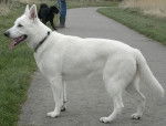 Snowy - Berger Blanc Suisse (2 ans)