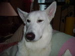 Berger Blanc Suisse ARGOS - Berger Blanc Suisse