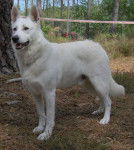 berger blanc suisse - Berger Blanc Suisse
