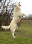 berger blanc suisse - Berger Blanc Suisse