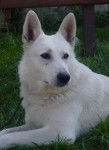 berger blanc suisse - Berger Blanc Suisse
